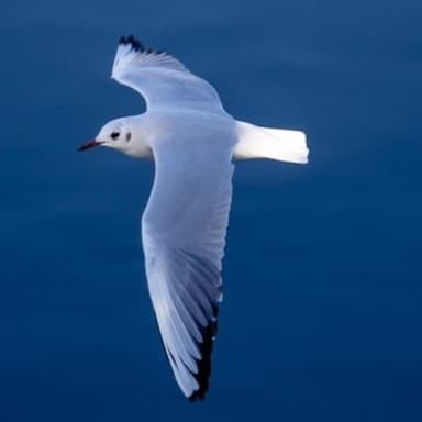 Fall of a Hopeless Seagull