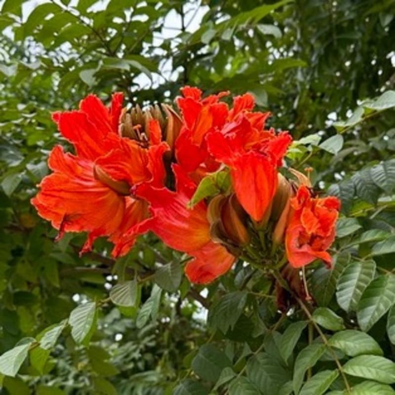 Old Time Power (arr. J. Randolph Hall)