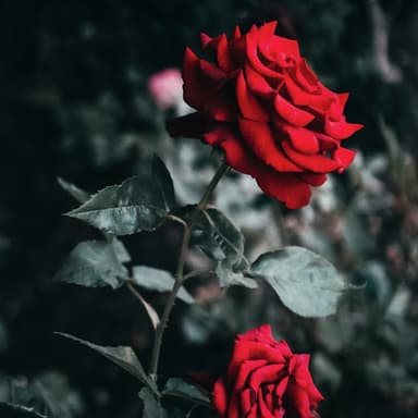 My Wild Irish Rose (arr. Dominic Meccia)