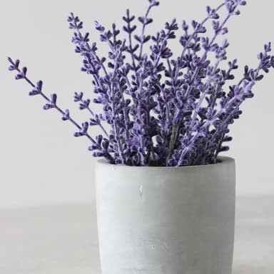 Lavender Blue (Dilly Dilly) (arr. Delana Green)