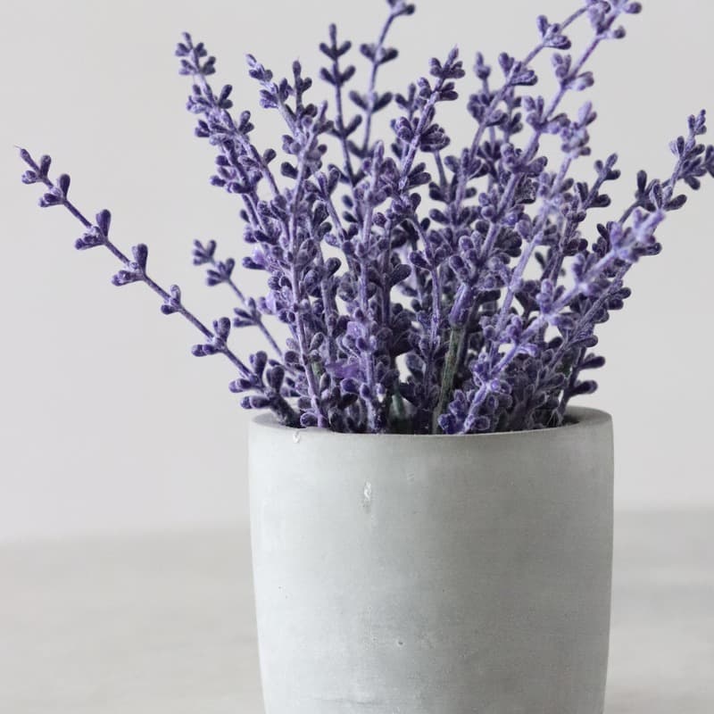 Lavender Blue (Dilly Dilly) (arr. Delana Green)