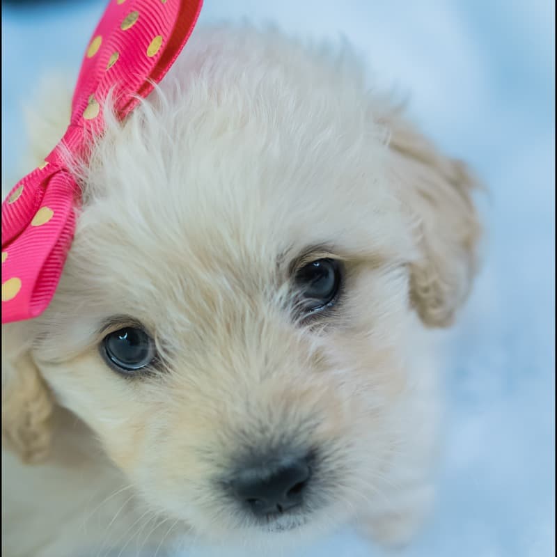 Pretty Baby (arr. Dominic Meccia)