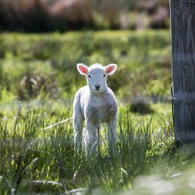 Mary Had A Little Lamb (arr. Dominic Meccia)