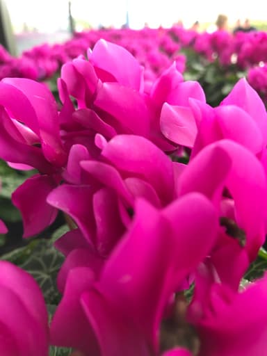 Nimrod (arr. Micah Newquist)