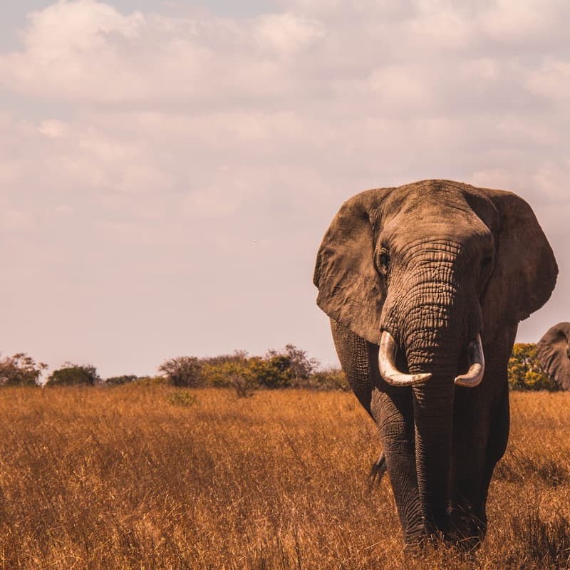 Eddy Elephant