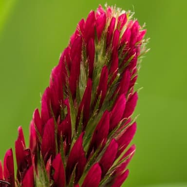 Crimson Clover