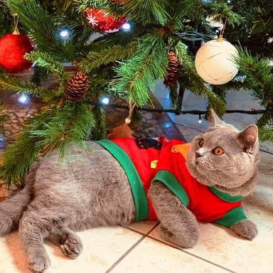 We Wish You A Merry Christmas (arr. Noriko W.D.)