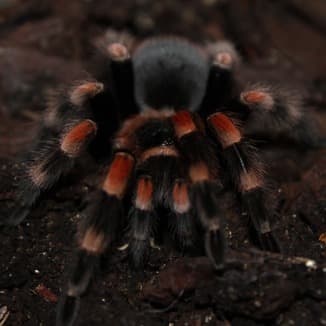 Itsy Bitsy Spider (arr. Dominic Meccia)