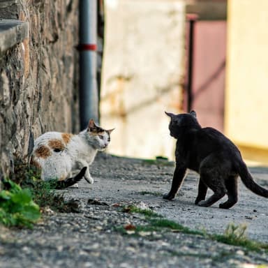 Cat Dancing
