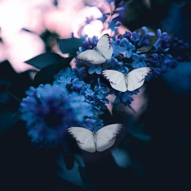 Poor Butterfly (arr. Dominic Meccia)