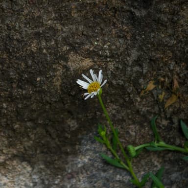 She's All I Got (arr. J. Randolph Hall)