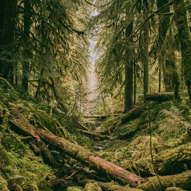 Over The River And Through The Woods (arr. Dominic Meccia)