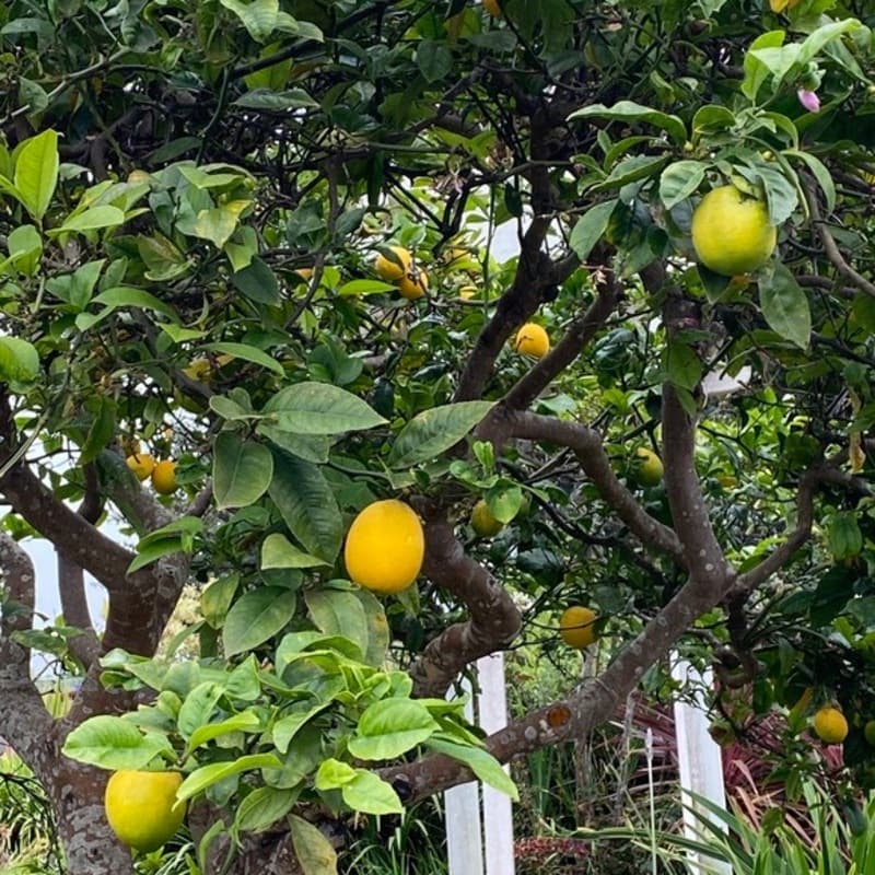 Heigh-Ho (arr. J. Randolph Hall)