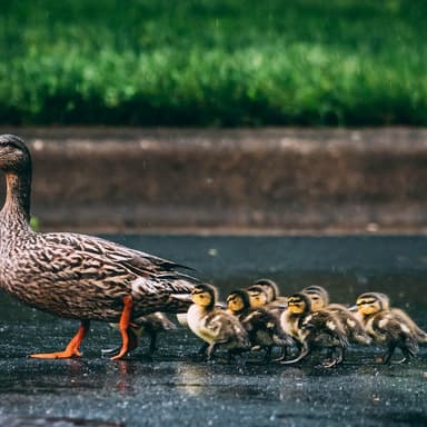 Five Little Ducks (arr. Dominic Meccia)