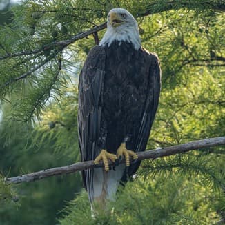 My Country, 'Tis Of Thee (America) (arr. Dominic Meccia)