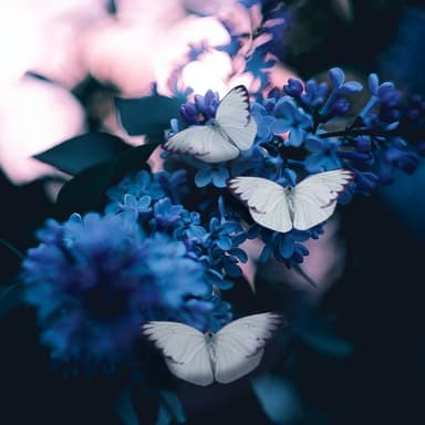 Poor Butterfly (arr. Dominic Meccia)