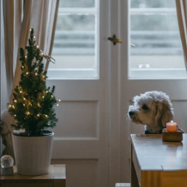 O Christmas Tree (arr. Noriko W.D.)