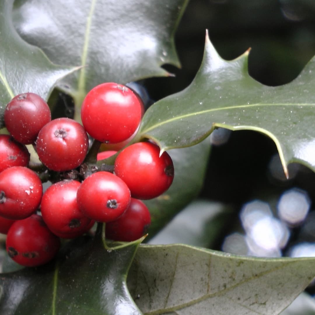 Sans Day Carol SATB a cappella (arr. Debbie Warren)
