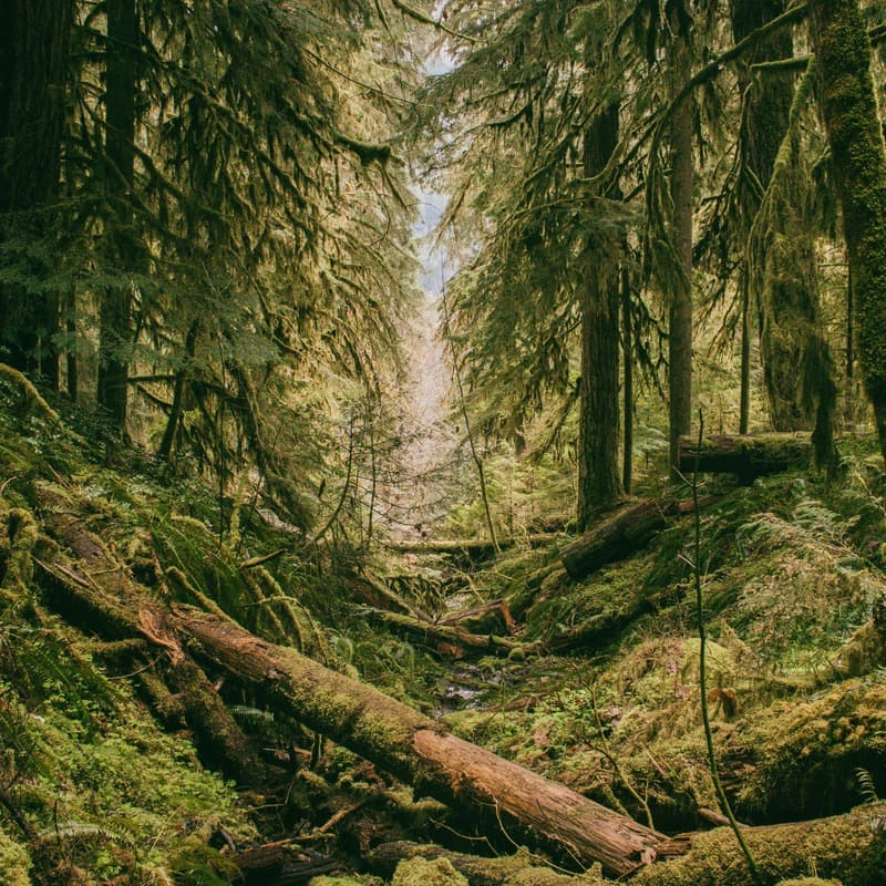 Over The River And Through The Woods (arr. Dominic Meccia)