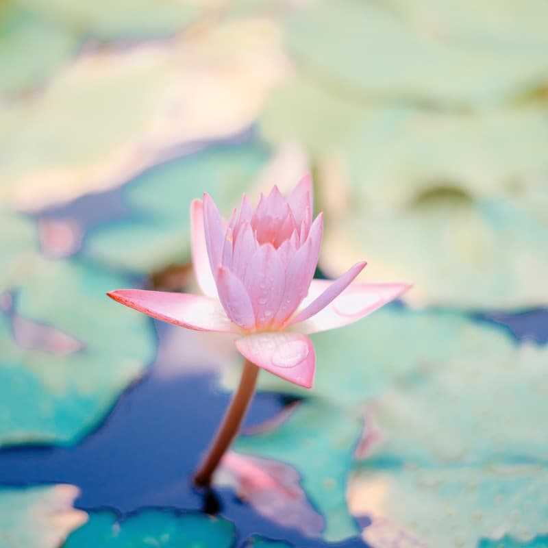 Sweet and Innocent (arr. J. Randolph Hall)