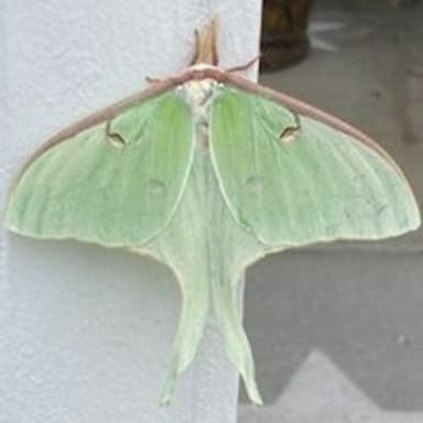 Wedding March of the Mothman