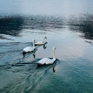 Swan Lake - Mid-Beginner for Harp (arr. Christy-Lyn Dosé)