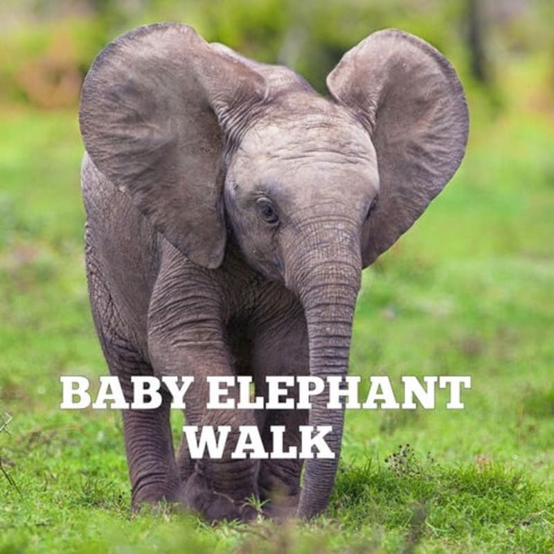 Baby Elephant Walk (arr. Larry Preece)