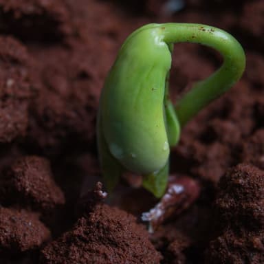 A Fairy Seed I Planted