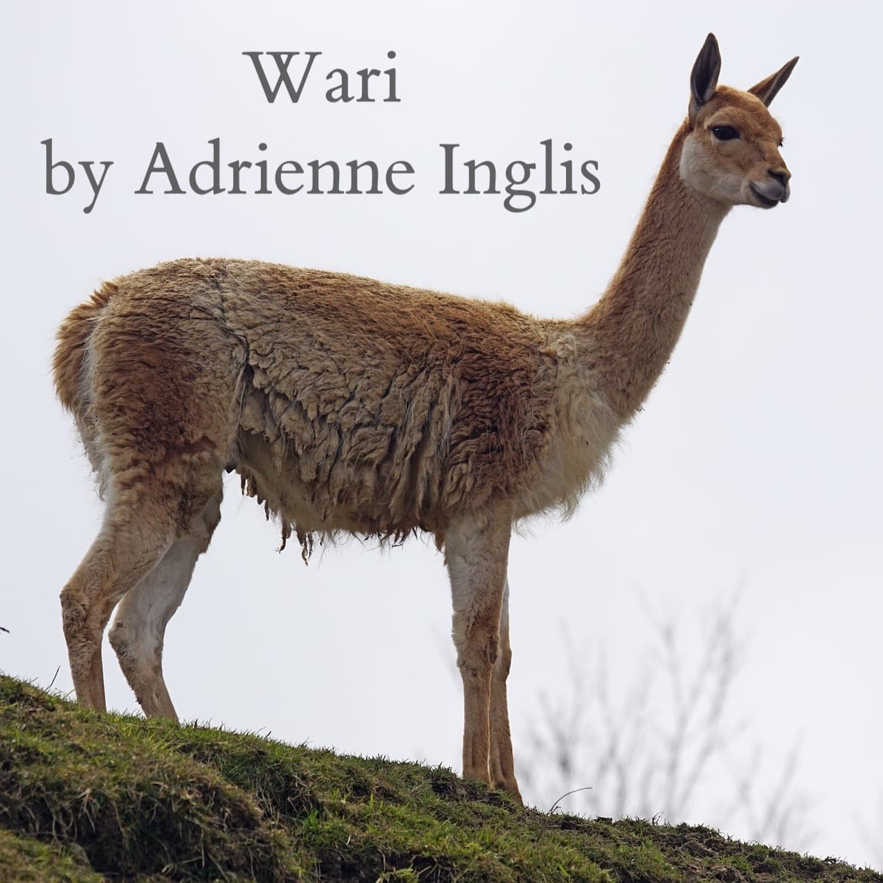 Wari (Vicuña) for SATB + string quartet with optional charango