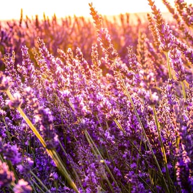 Lavender Hill
