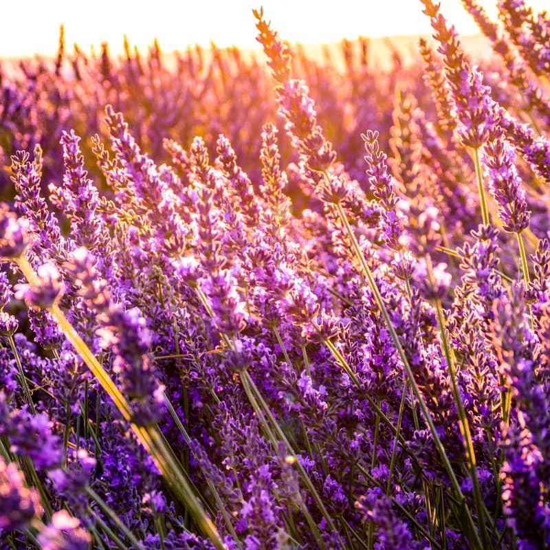 Lavender Hill