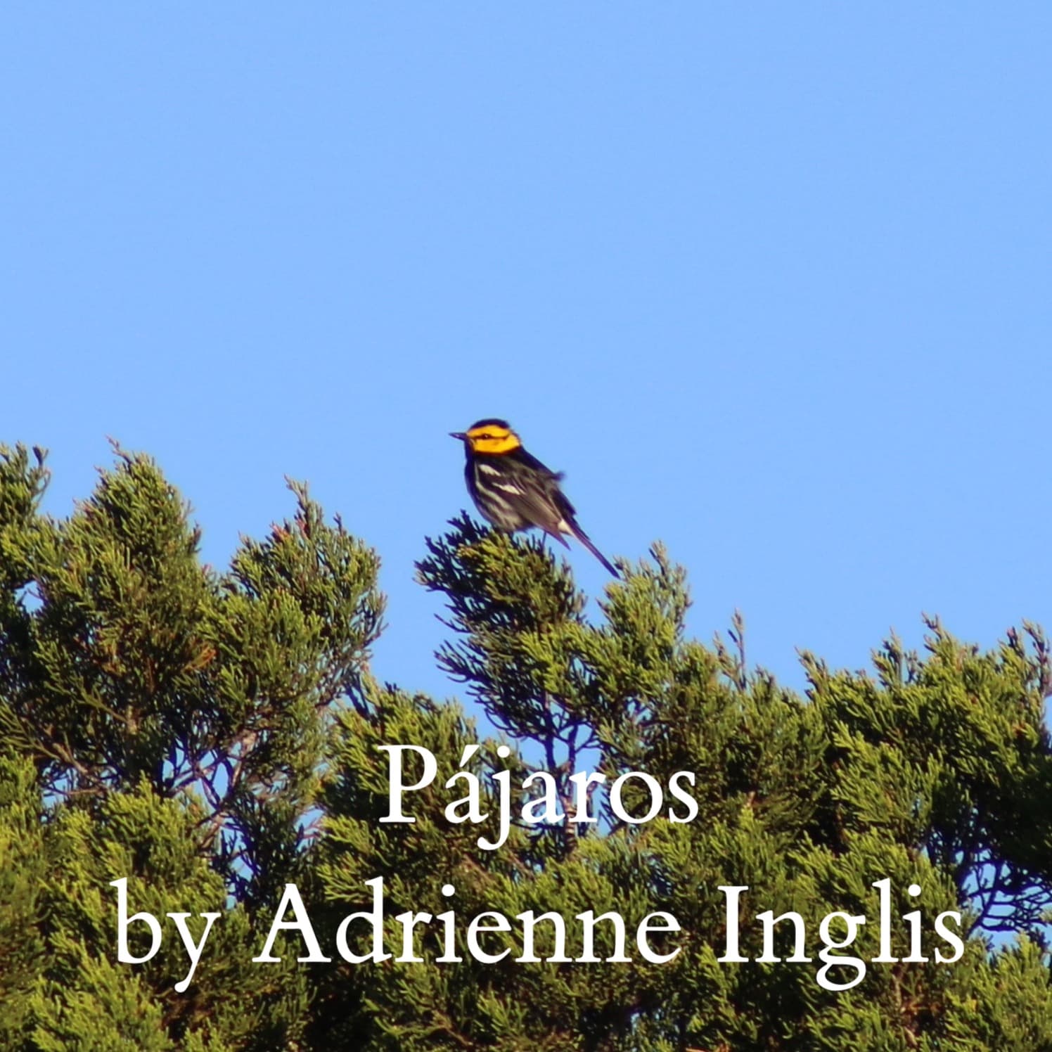 Pájaros (Birds) for solo flute and strings