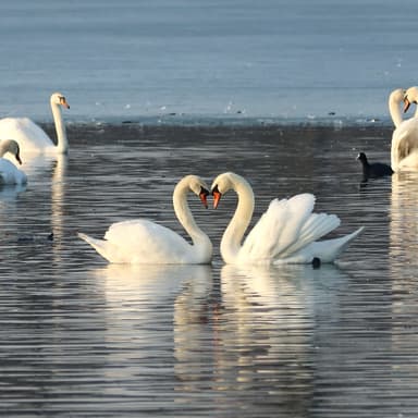 Swan Lake - Early-Intermediate for Big and Small Harps (arr. Christy-Lyn Dosé)