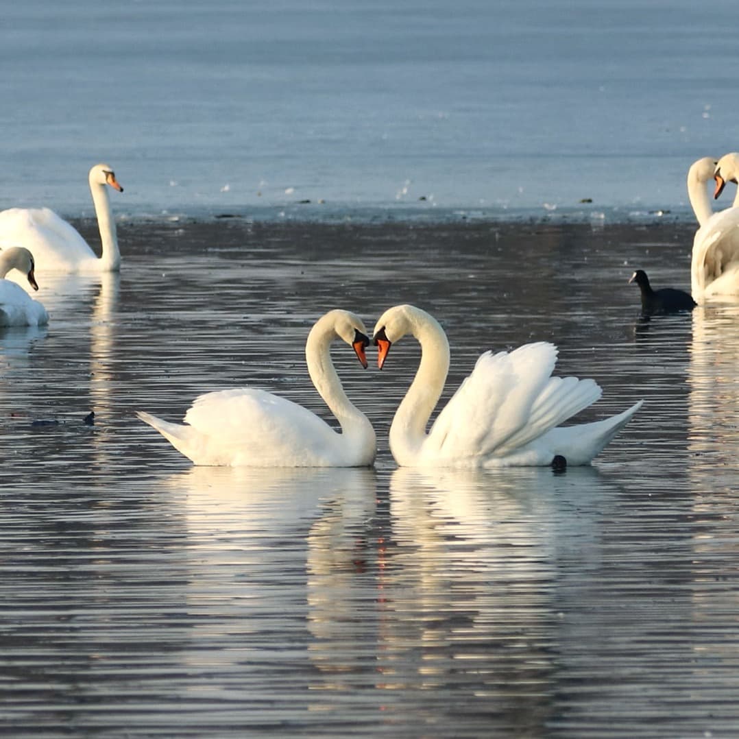 Swan Lake - Early-Intermediate for Big and Small Harps (arr. Christy-Lyn Dosé)
