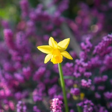 Since the Savior Found Me (arr. J. Randolph Hall)