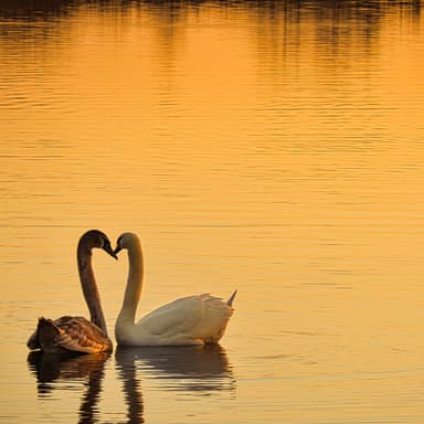 Theme for Violoncello & Piano