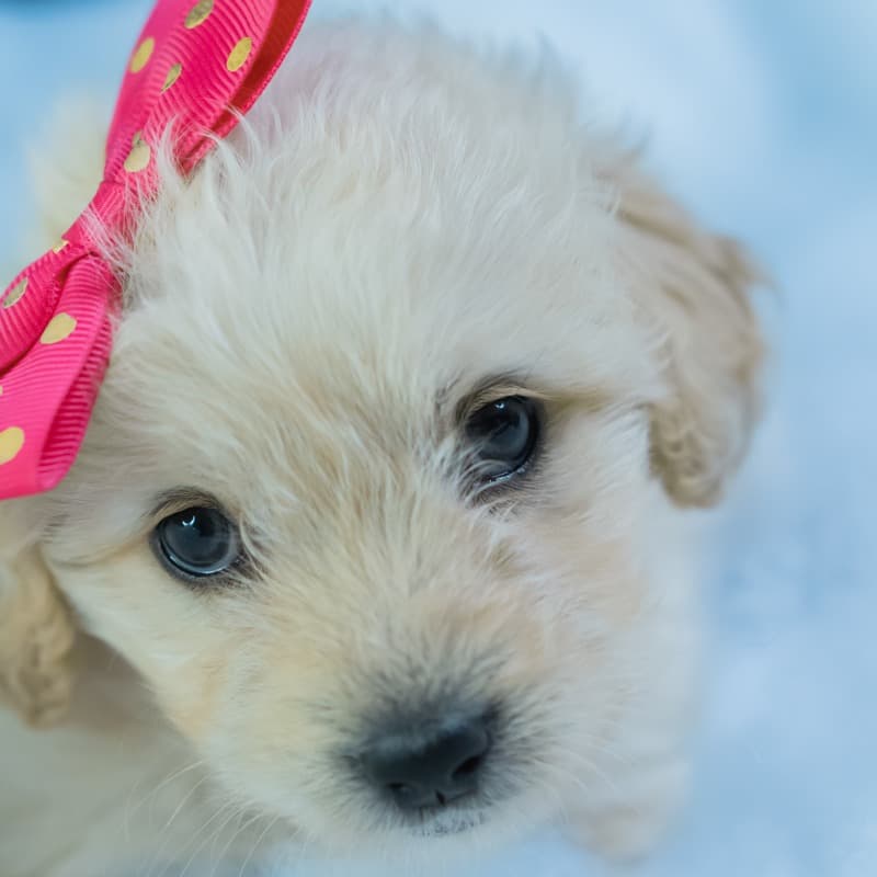 Pretty Baby (arr. Dominic Meccia)