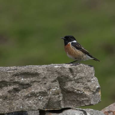 On the Moors (for flute and alto flute, with alternate horn part)