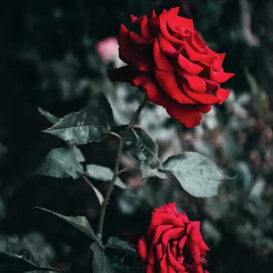 My Wild Irish Rose (arr. Dominic Meccia)