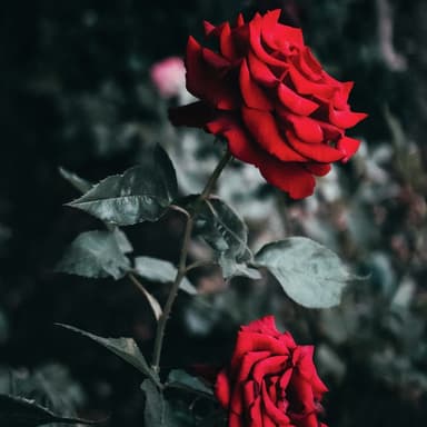 My Wild Irish Rose (arr. Dominic Meccia)