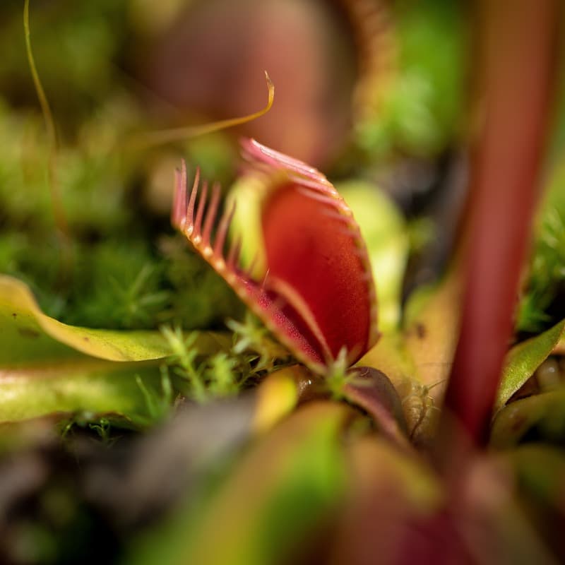 Go Away Little Girl (arr. J. Randolph Hall)