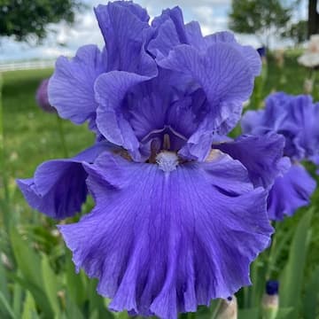 Spring Blooms for flute and oboe