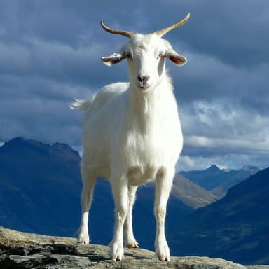 Bill Grogan's Goat