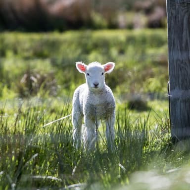 Mary Had A Little Lamb (arr. Dominic Meccia)