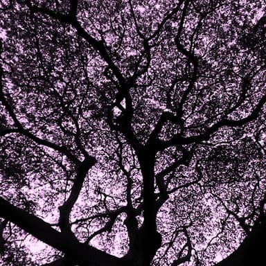 Silent Night (arr. Joel Walton)