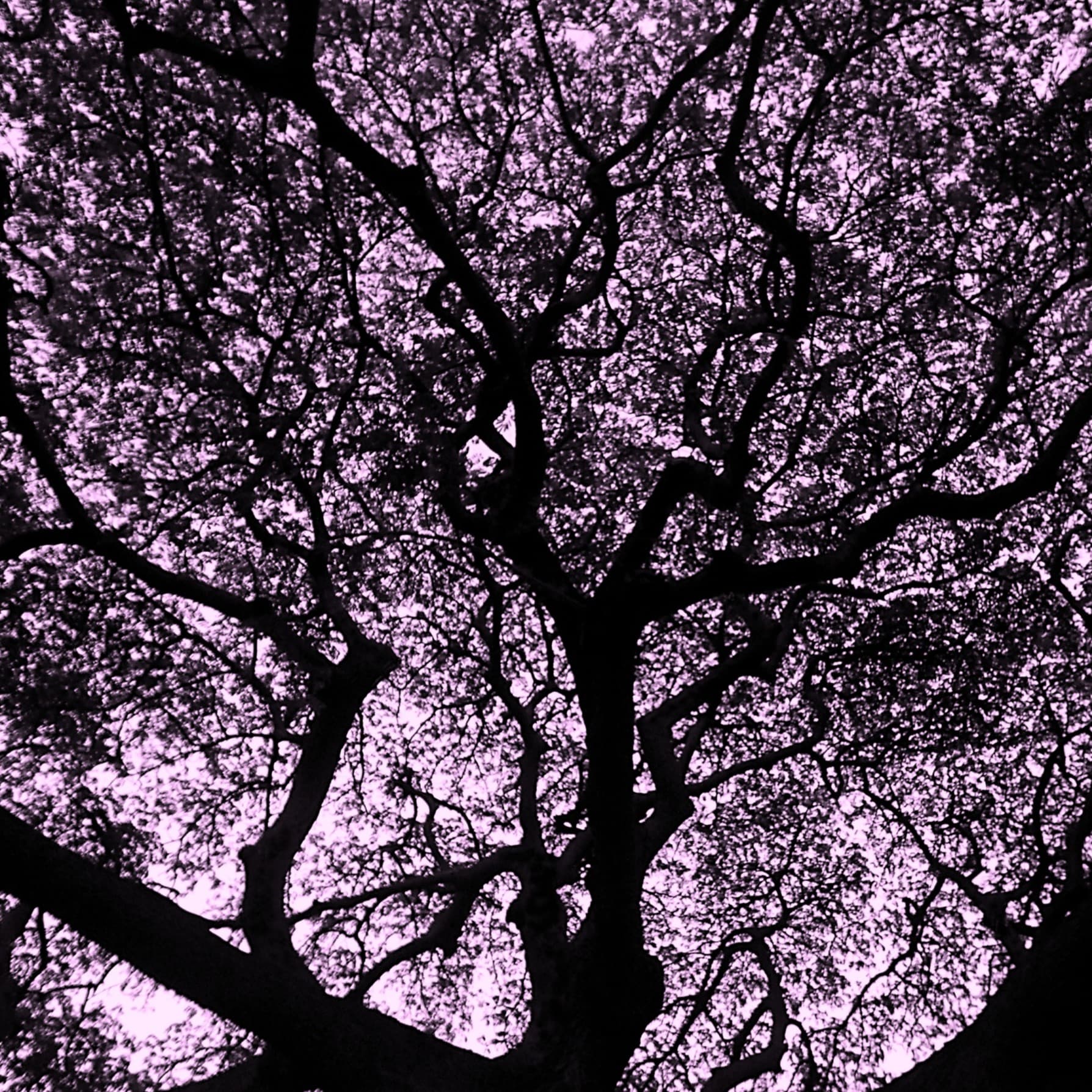 Silent Night (arr. Joel Walton)