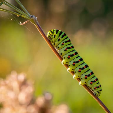 Curious Caterpillar