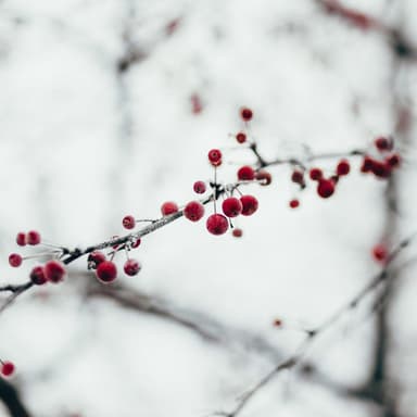 The Cherry Tree Carol (arr. Dominic Meccia)