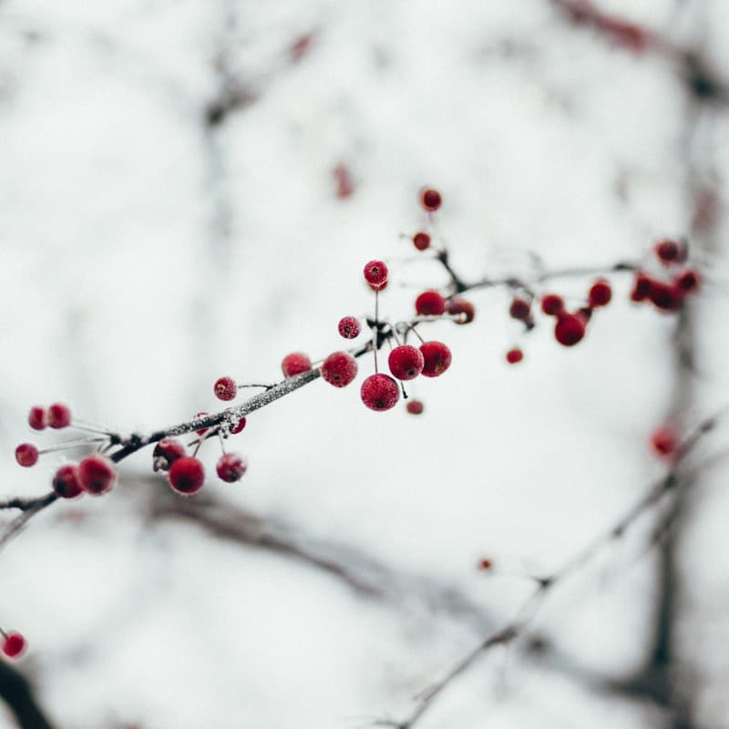 The Cherry Tree Carol (arr. Dominic Meccia)