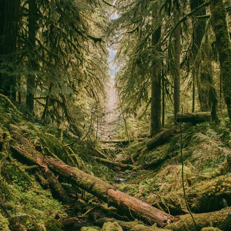 Over The River And Through The Woods (arr. Dominic Meccia)